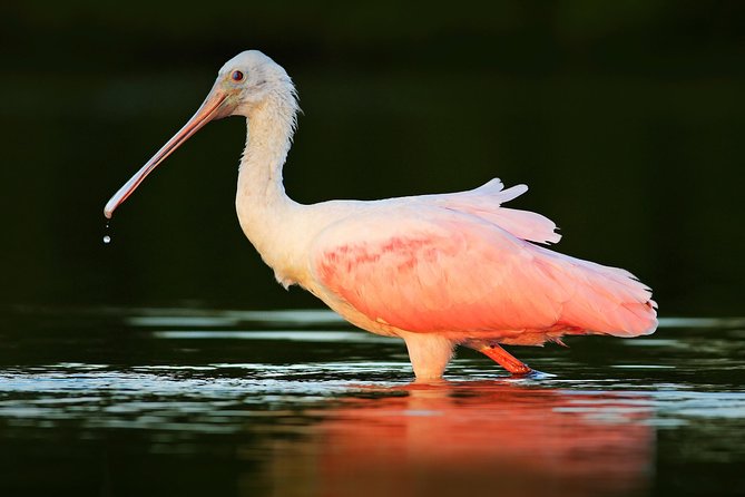 Private Historical Wildlife and Dolphin Cruise South Padre Island - Inclusion and Pricing Details