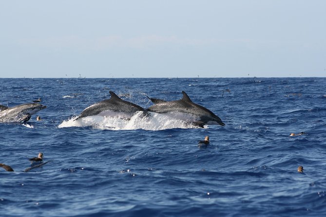 Private Historical Wildlife and Dolphin Cruise South Padre Island - Meeting Point and Check-in