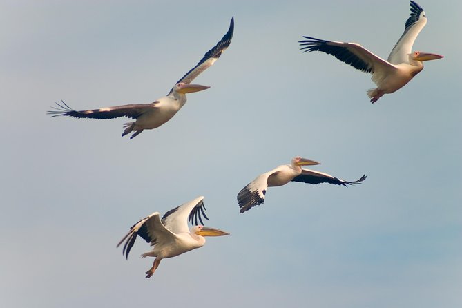 Private Historical Wildlife and Dolphin Cruise South Padre Island - Guests Responsibilities