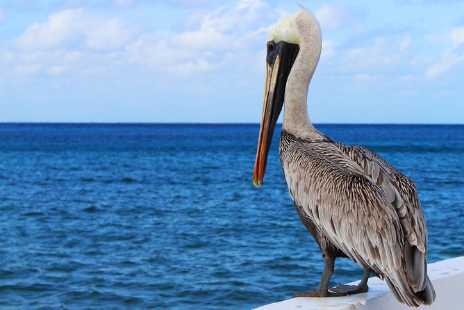 Private Historical Wildlife and Dolphin Cruise South Padre Island - Vessel and Onboard Amenities