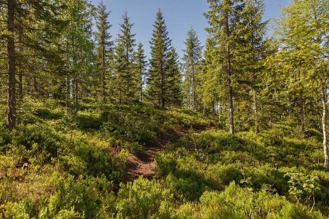 Private Holmenkollen Walk - Key Points