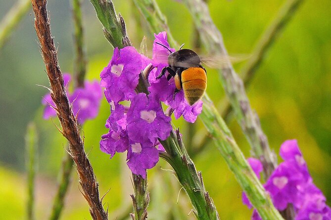 Private Honey Tasting Bike Tour and Butterfly Garden Walk - Key Points