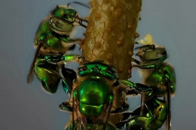 Private Honey Tasting Bike Tour and Butterfly Garden Walk - Schedule