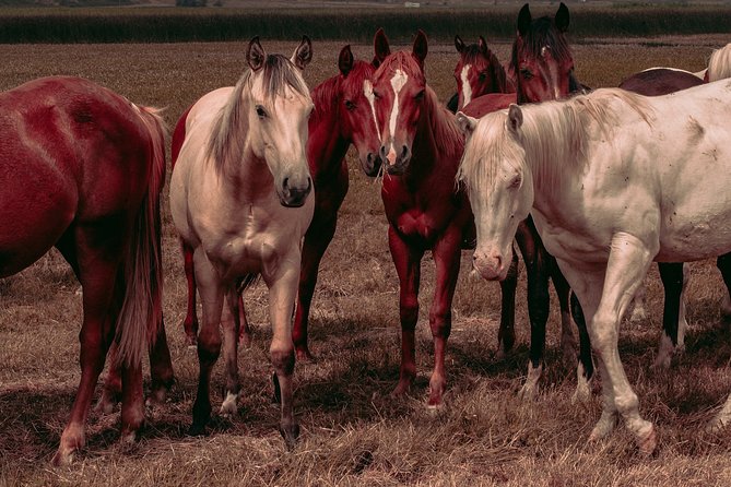 Private Horse Riding Route in Doñana Natural Park - Transportation and Pickup