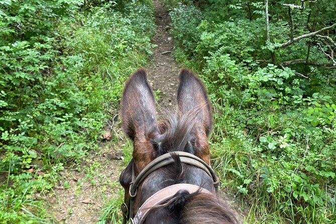Private Horseback Experience in Appalachian Mountains - Private Tour Highlights