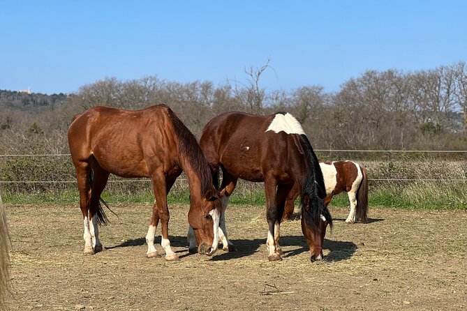 Private Horseback Riding and Family Time in Konavle Region - Ideal for Families and Groups