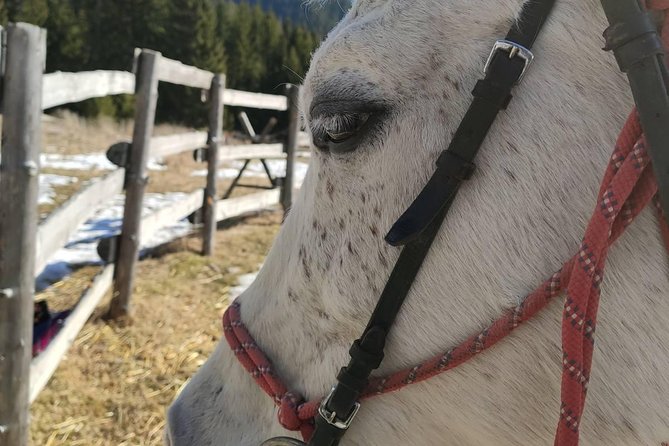 Private Horseback Riding the Rila Range - Inclusions and Options