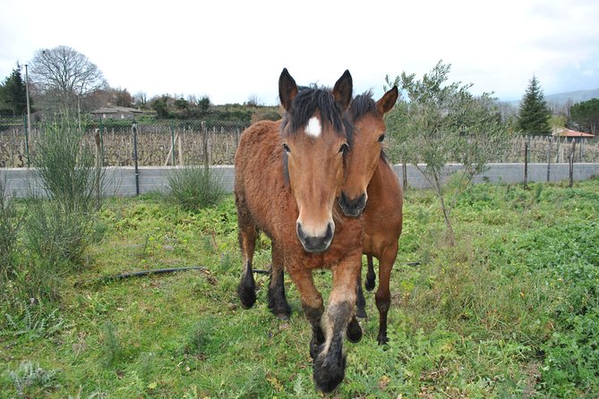 Private Horseback Riding Tour in Sicilian Countryside + Tradional Lunch - Booking Information