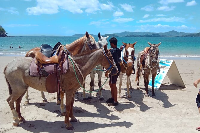 Private Horseback Tour in Playa Conchal - Meeting Point and Accessibility