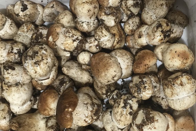 Private Hunting Of Truffle And Mushrooms With Chef Luigi Gandola In Bellagio - Chef Luigis Culinary Expertise