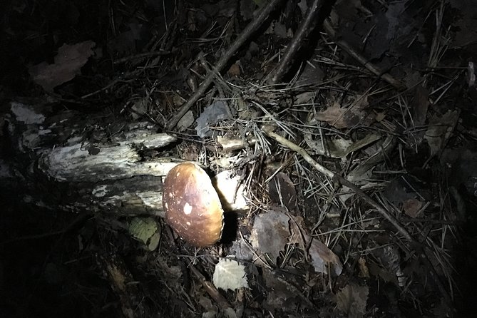 Private Hunting Of Truffle And Mushrooms With Chef Luigi Gandola In Bellagio - Guest Reviews and Feedback