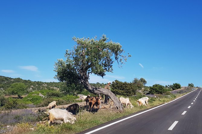 Private Hvar Island Tour and Olive Oil Tasting - Tour Schedule