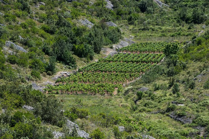 Private Hvar Wine Tasting Tour - Breathtaking Vistas and Lavender Fields