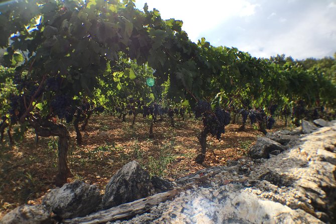 Private Hvar Wine Tasting Tour - Winemaking and Tasting Experiences