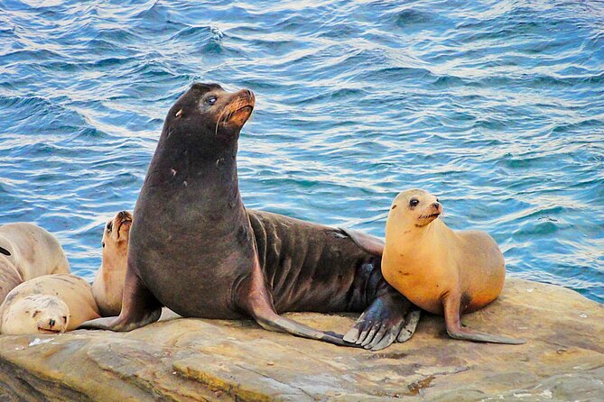 Private Instagrammable San Diego Tour – Scenic and Coastal - Tour Highlights and Inclusions
