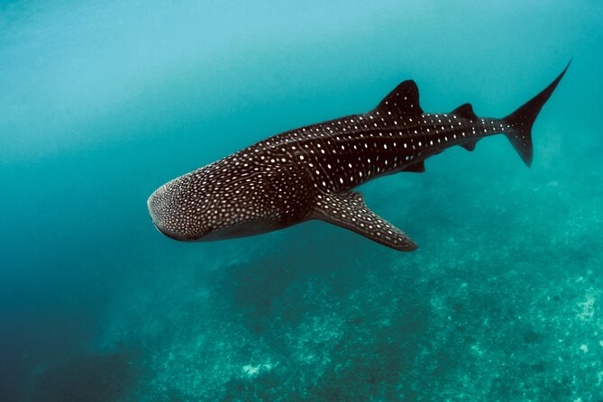 Private Intro SCUBA Adventure - Key Points