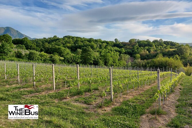 Private Irpinia Wine Tour From Positano, AMALFI or RAVELLO - Reviews and Experiences