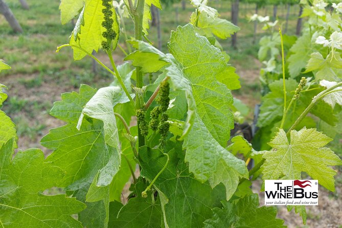Private Irpinia Wine Tour From SORRENTO With Sommelier - Good To Know