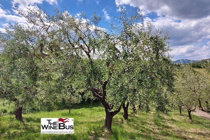Private Irpinia Wine Tour From SORRENTO With Sommelier - Accessibility and Participation