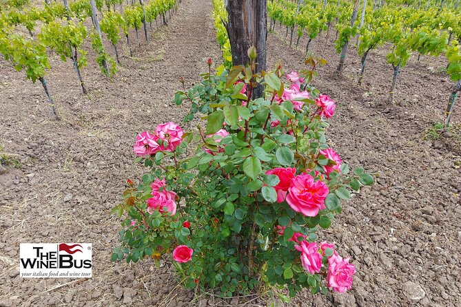 Private Irpinia Wine Tour From SORRENTO With Sommelier - Expert Sommelier Guidance