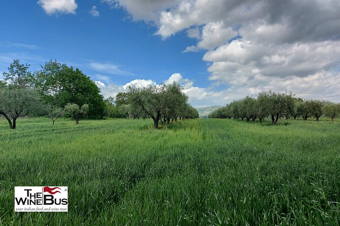 Private Irpinia Wine Tour With Pizza Cooking Class From SORRENTO - Tasting Campanian Wine Varietals