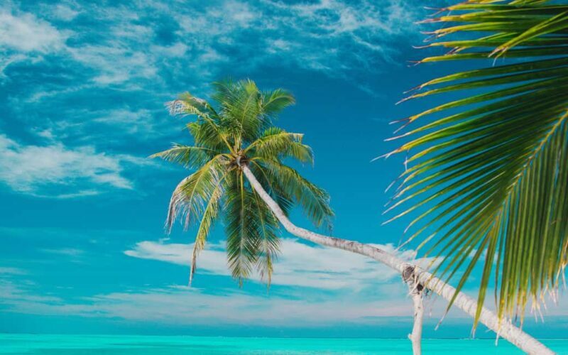 Private: Isla Saona VIP Escape Luxury Beach & Speedboat Tour - Key Points