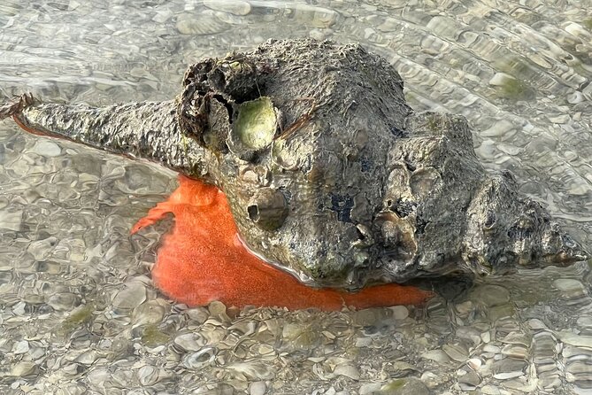 Private Island Paradise: Dolphin, Shelling, Birding Eco Boat Tour - Participant Information