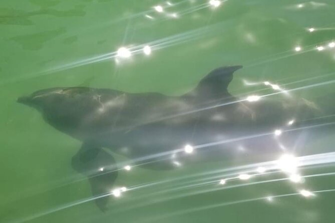 Private Island Paradise: Dolphin, Shelling, Birding Eco Boat Tour - Exploring the Private Island