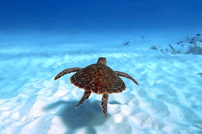 Private Island & Snorkeling Tour - Pricing and Booking