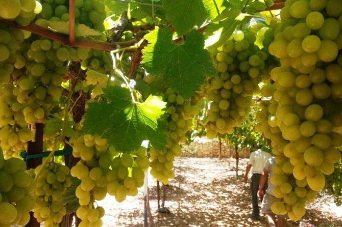 Private Israeli Wines Tour of the Central Israel - About Your Stay