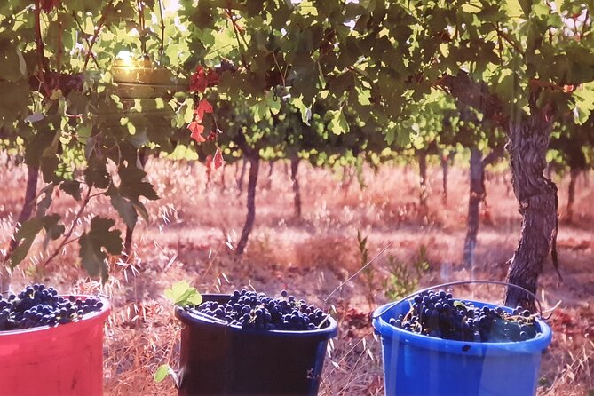 Private Israeli Wines Tour of the Central Israel - Scenic Journey Through Central Israel