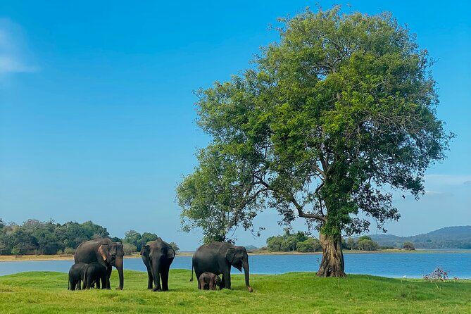 Private Jeep Safari at Minneriya and Kaudulla National Parks - A Practical, Authentic Jungle Adventure