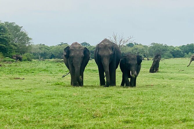 Private Jeep Safari at Minneriya and Kaudulla National Parks - Why This Safari Works