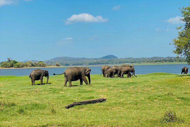 Private Jeep Safari at Minneriya and Kaudulla National Parks - The Sum Up: The Value of an Authentic Wildlife Experience