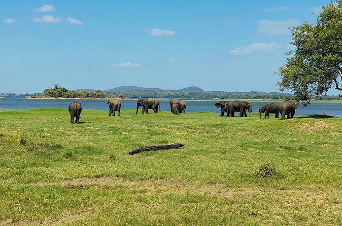 Private Jeep Safari at Minneriya and Kaudulla National Parks - FAQ