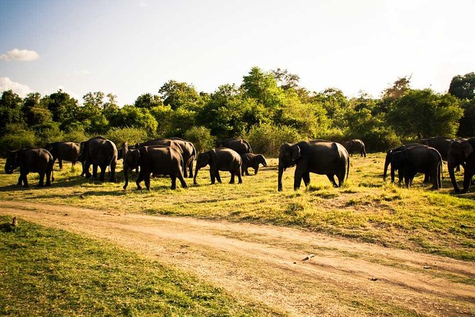 Private Jeep Safari to One of a Best National Park - Key Points