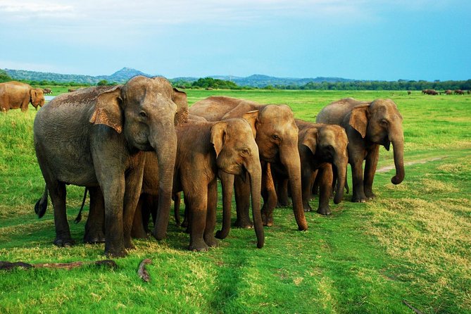 Private Jeep Safari to One of a Best National Park - Safari Inclusions