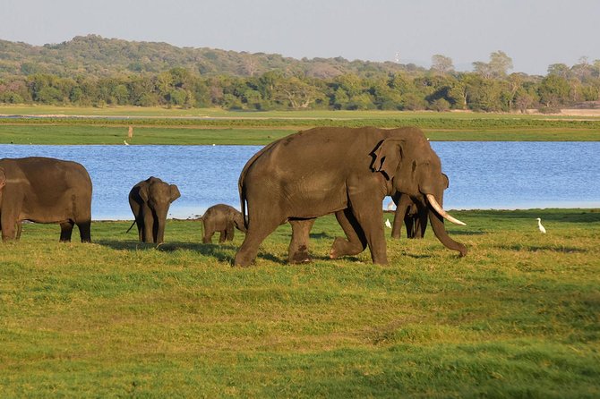 Private Jeep Safari to One of a Best National Park - Pricing and Booking
