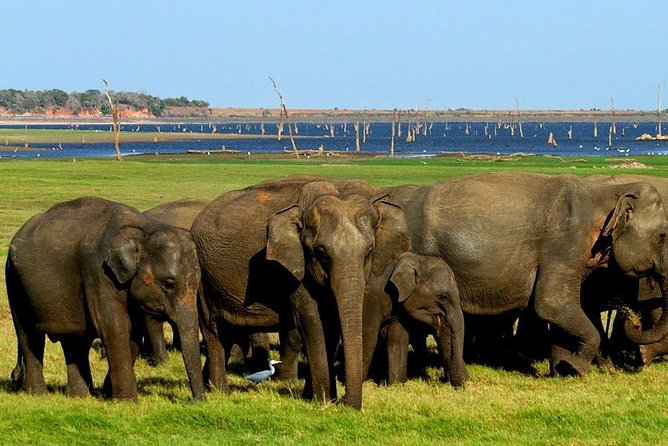 Private Jeep Safari to One of a Best National Park - Customer Feedback