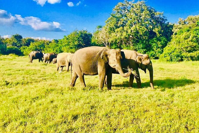 Private Jeep Safari to One of a Best National Park - Explore Hurulu Eco Park