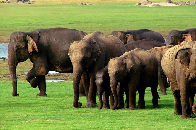 Private Jeep Safari to One of a Best National Park - Discover Kaudulla National Park
