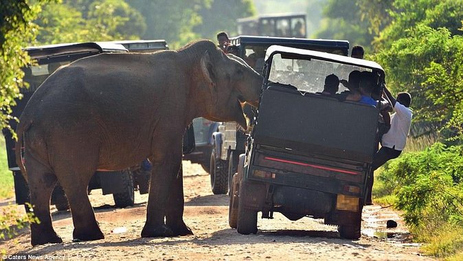 Private Jeep Safari Tour at Wilpattu National Park From Sigiriya or Dambulla - Key Points
