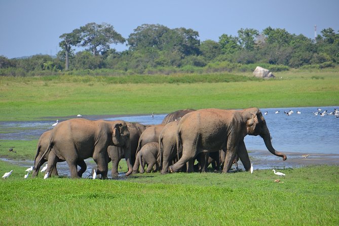Private Jeep Safari Tour at Wilpattu National Park From Sigiriya or Dambulla - Exclusions