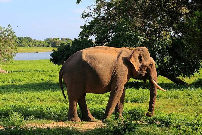 Private Jeep Safari Tour at Wilpattu National Park From Sigiriya or Dambulla - Pricing and Cancellation