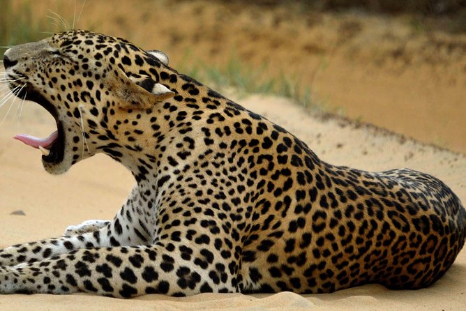 Private Jeep Safari Tour at Wilpattu National Park From Sigiriya or Dambulla - Reviews