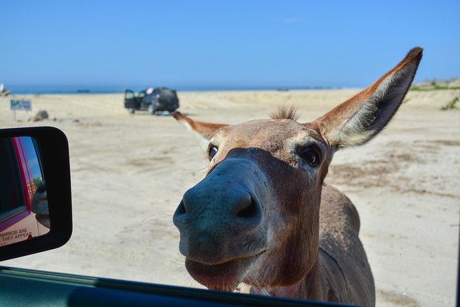 Private Jeep Tour Cabo Pulmo - Inclusions
