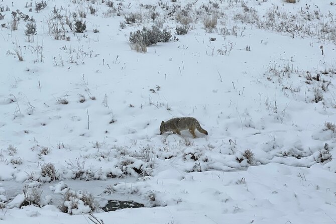 Private Jeep Tour of Yellowstone's Winter Wonderland - Immersive Jeep Adventure Experience