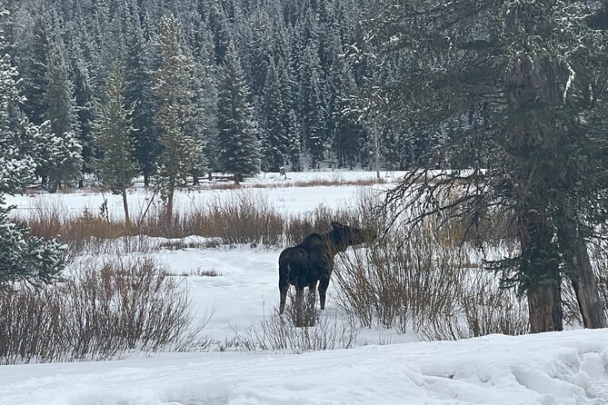 Private Jeep Tour of Yellowstone's Winter Wonderland - Scenic Landscape and Breathtaking Vistas