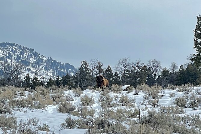 Private Jeep Tour of Yellowstone's Winter Wonderland - Accessible and Comfortable Transportation