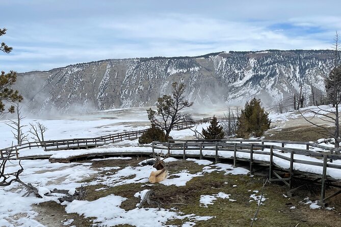 Private Jeep Tour of Yellowstone's Winter Wonderland - Positive Reviews and Traveler Feedback